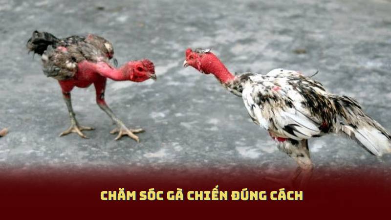 Chăm Sóc Gà Chiến Đúng Cách – Khác Biệt Trong Mỗi Trận Đá