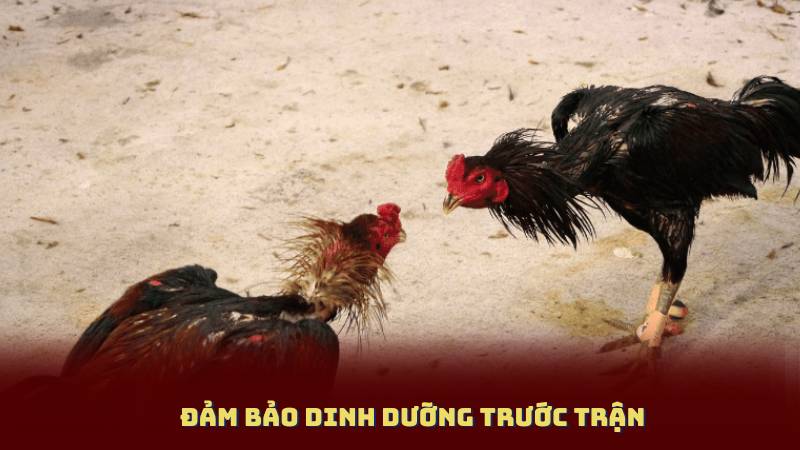 Đảm Bảo Dinh Dưỡng Trước Trận