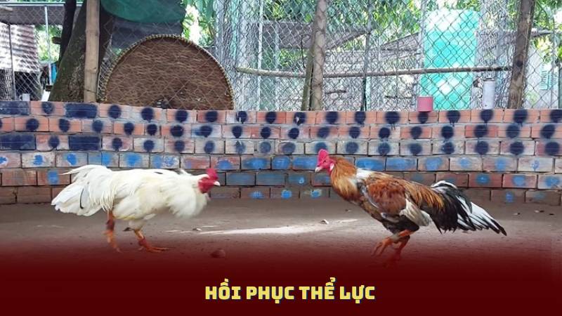 Hồi Phục Thể Lực
